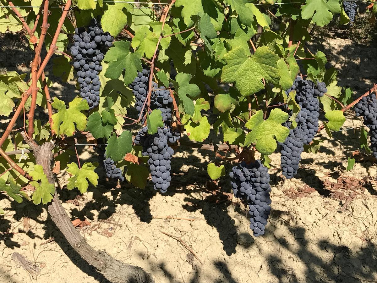 Agriturismo Tre Stelle Barbaresco Luaran gambar
